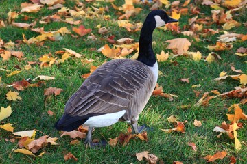 Canada goose（カナダ雁）