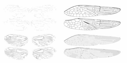 Detailed illustration of insect wings showing vein patterns and textures in various styles