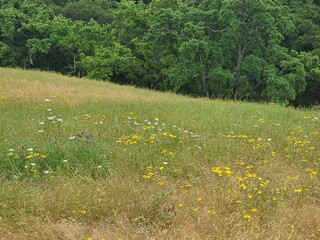 Dandelions bloom in the East Bay hills during spring
