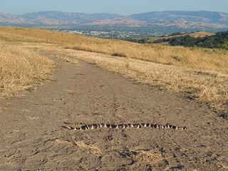 King Snake on the trails of the East Bay hills near San Ramon, California