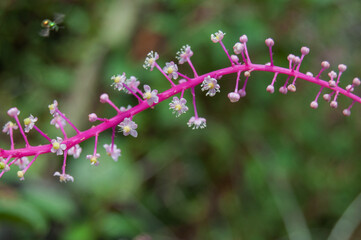 Close-up of a tropical wildflower with a vibrant pink stem and tiny pale pink blossoms in different blooming stages