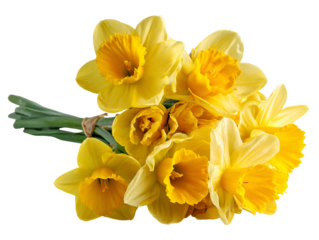 A bunch of fresh yellow daffodils tied with twine on a black background