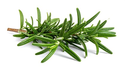 Fototapeta premium Close-up of fresh, aromatic green sprigs against a clean white backdrop