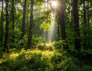Sunlight streams through a dense forest canopy, illuminating the green foliage
