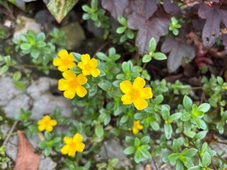 Obraz premium A top-down view of bright yellow, five-petaled Moss Rose (Portulaca&nbsp;grandiflora) flowers and succulent green leaves, growing as groundcover.