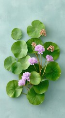 Top Down Photo of Green Lily Pads With Delicate Pink and Purple Flowers Floating on a Textured Teal Blue Surface