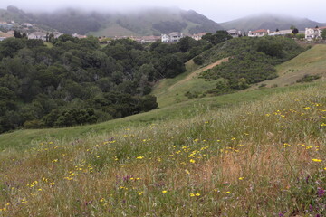Dandelion wildflowers on a cloudy spring morning at Bishop Ranch Open Space, San Ramon, California