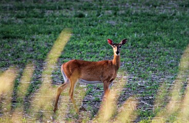 white tailed deer