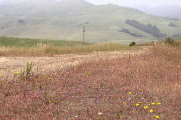 Tiny Rose clover flowers and Yellow Dandelion flowers blooming at Bishop Ranch Open Space in early May