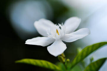 Arctic Snow, Milky Way or Snowflake or Sweet Indrajao or Winter Cherry Tree or Wrightia antidysenterica or APOCYNACEAE