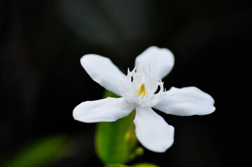 Arctic Snow, Milky Way or Snowflake or Sweet Indrajao or Winter Cherry Tree or Wrightia antidysenterica or APOCYNACEAE