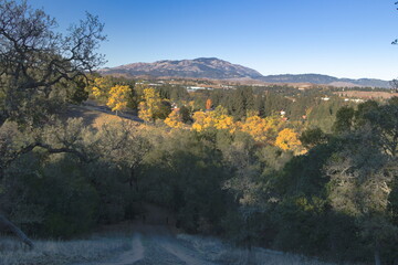 Arizona Ash trees in autumn seen from the hills near San Ramon, California