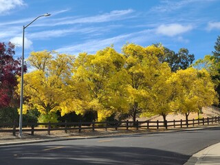 Arizona Ash trees in the fall at San Ramon, California