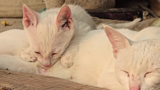 Adorable white kittens sleeping together, cute fluffy baby cats resting in sunlight, peaceful domestic feline siblings napping outdoors