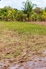rice field paddy water flooded nature background