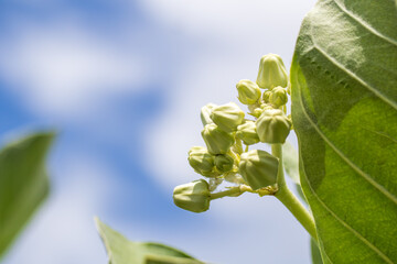 Calotropis gigantea, the crown flower, a species of Giant Calotropis