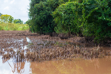 rice field paddy water flooded nature background