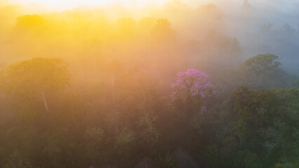 Naklejka premium Aerial images of the Amazon rainforest of Madre de Dios, clouds over the trees in Tambopata, Peru