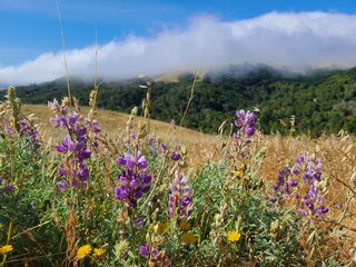 Summer Lupines bloom in the East Bay hills near San Ramon, California