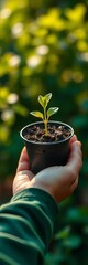 Hand holding a small potted seedling, illustrating care, nurturing, and sustainable practices,  nature,  gentle