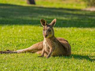 Big Red Kangaroo On The Grass