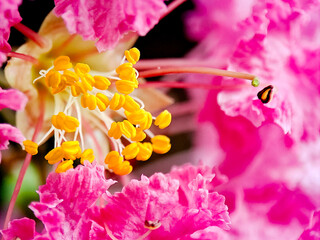 Radiant pink blossom with vibrant yellow stamen creating a visually striking floral spectacle.