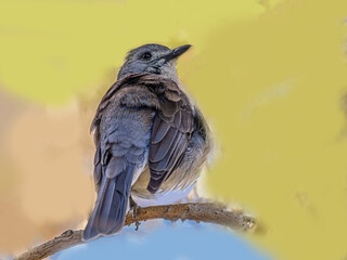 Grey Shrikethrush (Colluricincla harmonica) Lovely Songster