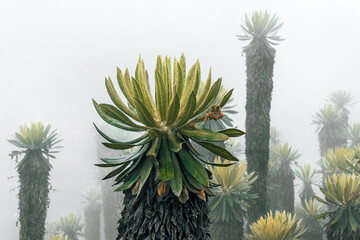 Close-up view of frailejones (Espeletia sp.) standing tall in the misty p&aacute;ramos of Murillo, Tolima, Colombia