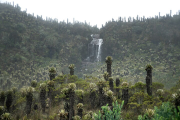 Mountain landscape in the p&aacute;ramos of Murillo, Tolima, Colombia, featuring a forest of frailejones (Espeletia sp.) surrounding a natural waterfall at the source of a river.