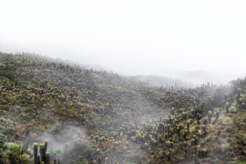 Misty mountain landscape in the p&aacute;ramos of Murillo, Tolima, Colombia, showing a dense forest of frailejones (Espeletia sp.) with many young plants emerging through the fog