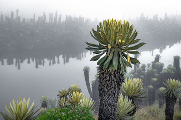 Frailej&oacute;n (Espeletia sp.) in the foreground with a lake and a forest of frailejones in the background, located in the p&aacute;ramos of Murillo, Tolima, Colombia