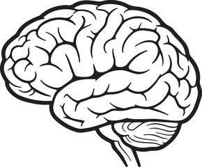 Human Brain Line Art – Lateral View of Cerebral Cortex, Cerebellum, and Brainstem – Black and White Educational Anatomy Illustration