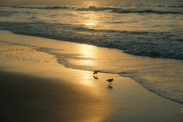 sanderlings on the beach during sunrise