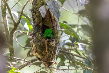 Whitehead's Broadbill bird endemic of Borneo sit inside bird nest