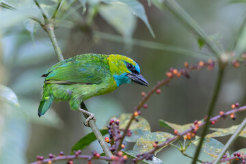 Nature wildlife bird Golden-naped Barbet bird also is endemic to the island of Borneo
