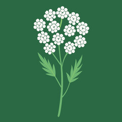 Stylized illustration of a white yarrow flower with green leaves and stem against a dark green background