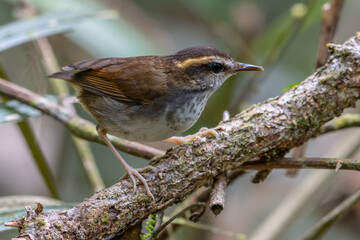Nature wildlife bird of An endemic Bornean Stubtail taken from Borneo island