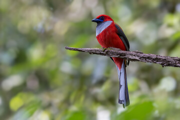 Obraz premium Nature wildlife of Whitehead's Trogon bird endemic of Borneo perching on a branch in a green forest