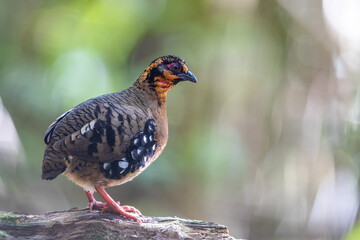Obraz premium Red-breasted partridge also known as the Bornean hill-partridge It is endemic to hill and montane forest in Borneo
