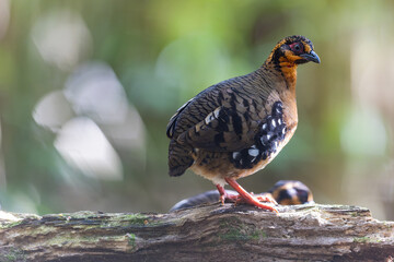 Red-breasted partridge also known as the Bornean hill-partridge It is endemic to hill and montane forest in Borneo