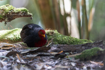 Crimson-headed partridge on deep jungle rainforest, It is endemic to the island of Borneo