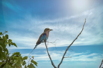 Lilac-breasted roller, Coracias caudatus, colorful bird in Namibia
