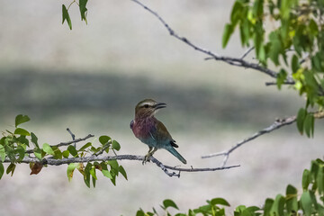 Lilac-breasted roller, Coracias caudatus, colorful bird in Namibia
