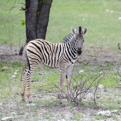 A young zebra standing in the bush in Namibia
