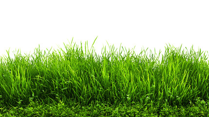 Fototapeta premium Lush green grass texture isolated on transparent background, perfect for seamless pattern design