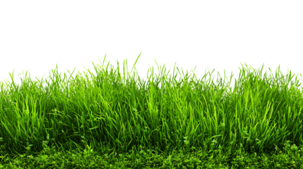 Lush green grass texture isolated on transparent background, perfect for seamless pattern design
