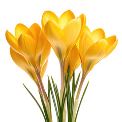 Yellow crocus flowers png spring crocus png blooming flowers png seasonal bloom png floral decoration png spring garden png transparent background image