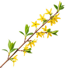Yellow forsythia branch twig png spring bloom png floral branch png seasonal twig png blooming flowers png decorative plant png transparent background image