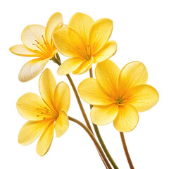 Yellow flowers png floral blooms png spring flowers png seasonal blossoms png garden flowers png decorative bouquet png transparent background image
