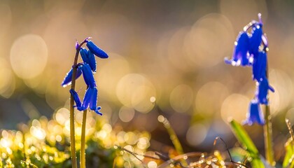 Bluebells in blurred golden sunlight